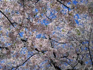 浜松町公園のさくら